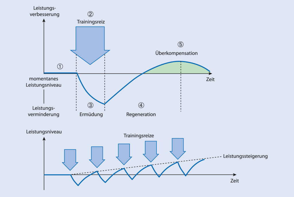 Superkompensation nach Regeneration